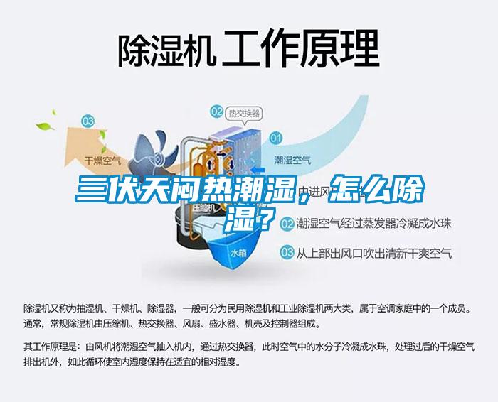 三伏天悶熱潮濕，怎么除濕？