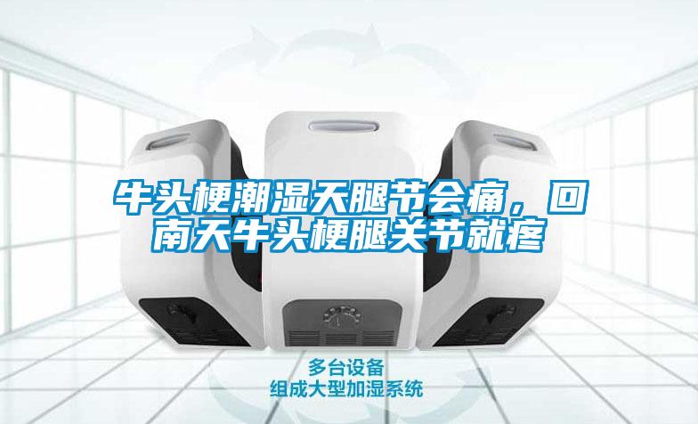 牛頭梗潮濕天腿節(jié)會痛，回南天牛頭梗腿關節(jié)就疼