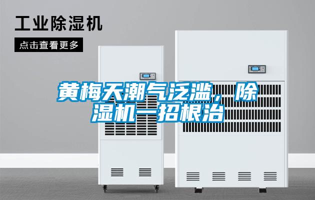 黃梅天潮氣泛濫，除濕機一招根治